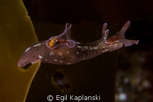 Aplysia punctata stretching for the kelp by Egil Kaplanski 